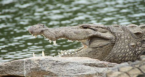 Free Photo Crocodile Snout Free Image On Pixabay 543849