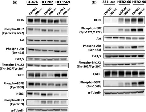 Expression Of Cd24 Is Associated With Her2 Expression And Supports Her2