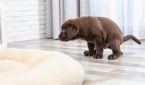 9 Tips for Potty Training A Dog – Top Dog Tips