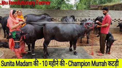 👍top Murrah Heifers Sunita Madams Farm Mandi Adampur Hissar👍