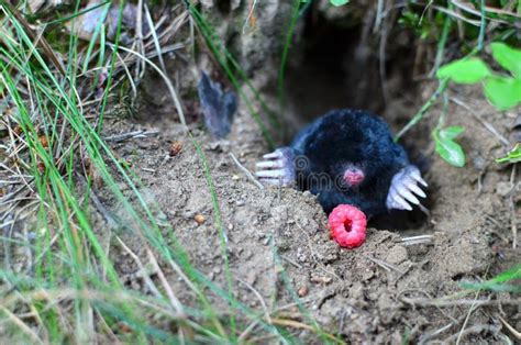 Mole Tunnels stock image. Image of abstract, nature, mole - 13366963