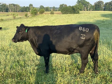 Angus Embryos For Sale Sb10 2784 Sire Buyer