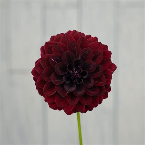 Fidalgo Knight Dahlia Tuber – Petal & Stem Farm