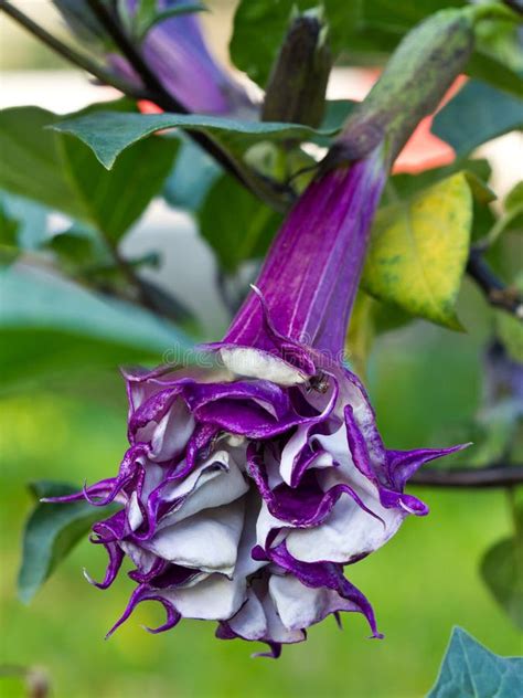 Datura Flower stock photo. Image of datura, violet, tropical - 24416362