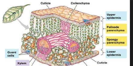 Epidermis Formation and Function in Plants - QS Study