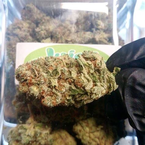 Juicy Fruit Strain Information | Cannafo | Marijuana | Cannabis ...