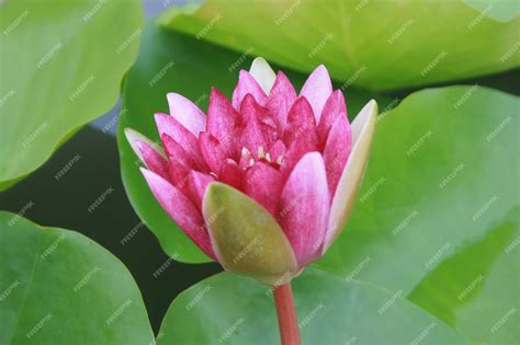 Premium Photo | Pink lotus in the water