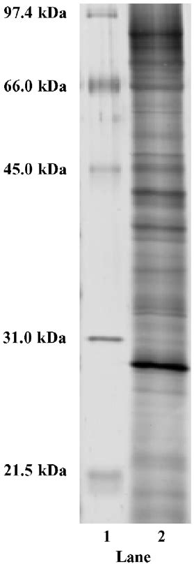 Douglas Fir Ovular Secretion Proteins Separated Using One Dimensional