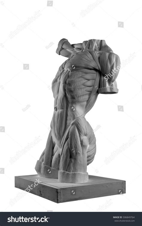 Plaster Statue Naked Man Torso Anatomical Stock Photo Shutterstock
