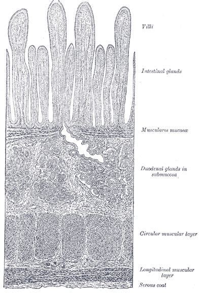 Muscularis mucosae - Alchetron, The Free Social Encyclopedia