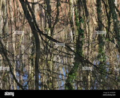 Reflection Of Tree Trunks In A Lake As An Impressionist Painting Stock