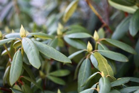 How To Propagate Rhododendron From Cuttings Farmhouse And Blooms