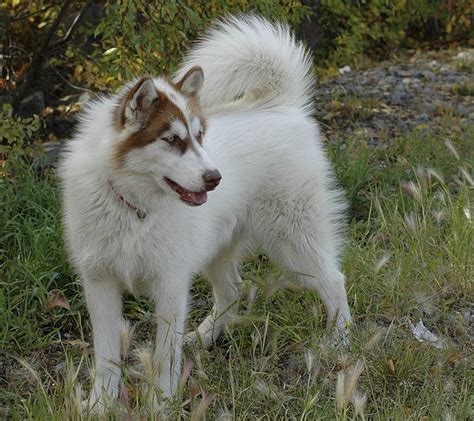 Dog Pictures: Canadian Eskimo Dog