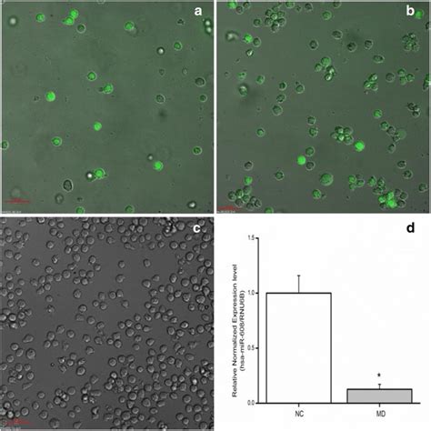 Characterization Of The U937 Cell Line With Lentiviral Knockdown Of