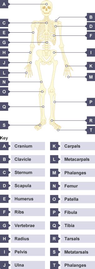 Structure Of The Skeletal System Skeletal System Ocr Gcse