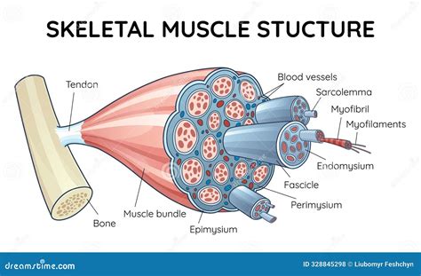 Diagrama Do Contorno Da Anatomia Do Músculo Esquelético Estrutura