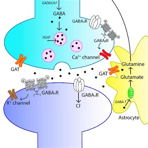 An Overview Of The γ Aminobutyric Acid Gaba Signaling System The Download Scientific Diagram