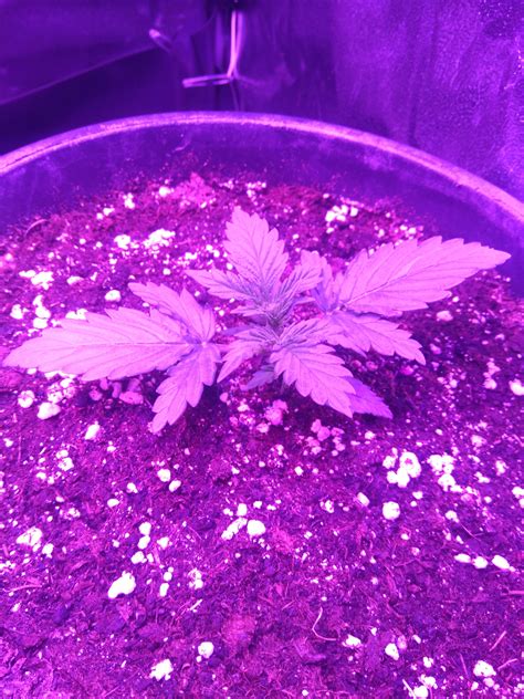 Royal Queen Seeds Northern Light Automatic Grow Diary Journal Week2