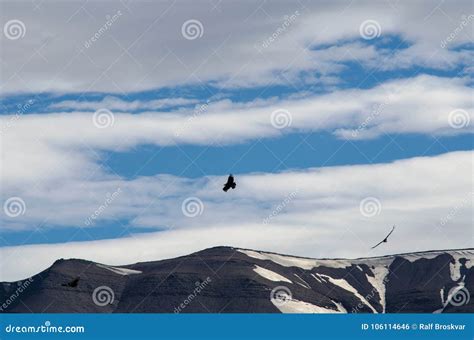 Andean Condors in Torres Del Paine Stock Photo - Image of birds, clouds ...