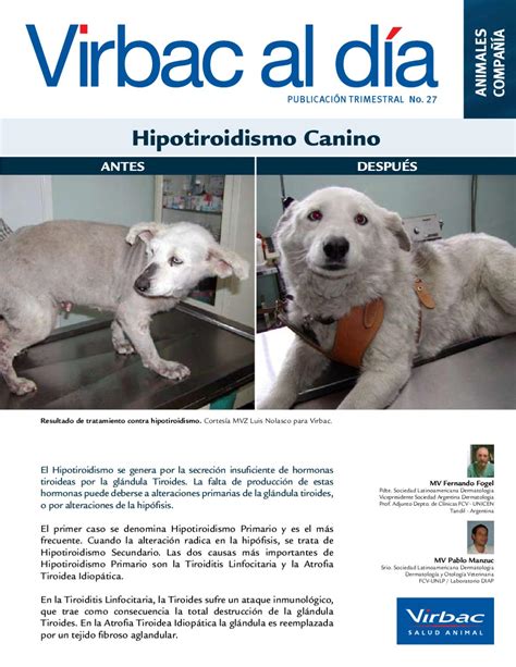 Como Se Trata El Hipotiroidismo En Perros