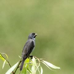 Corbatita Sporophila Caerulescens Double Collared Seedeater En