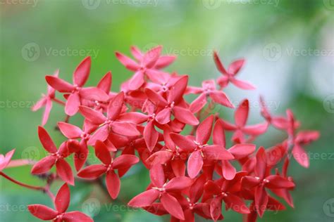 Amazing red flowers on nature background 14205974 Stock Photo at Vecteezy