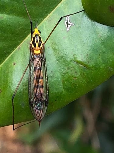 Australian Tiger Crane Fly Nephrotoma Australasiae Inaturalist