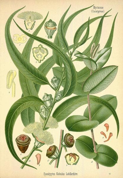 A Modern Herbal Eucalyptus