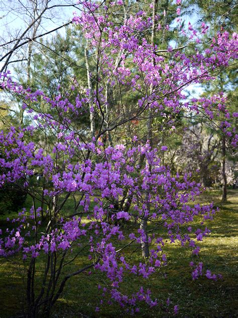 Fabulost Pinay: Purple cherry blossom