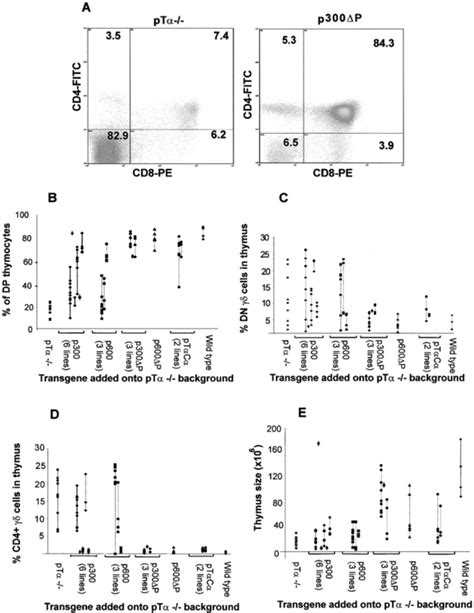 Restoration Of Phenotype By Expression Of Ptα Transgenes A Cd4