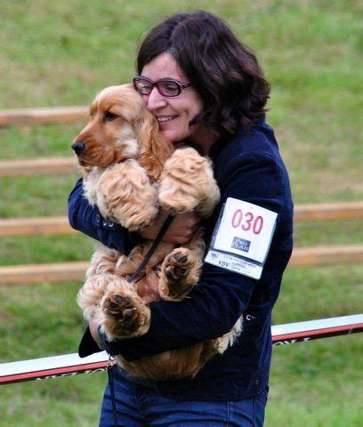 Elevage De La Terre D Opale Eleveur De Chiens Cocker Spaniel Anglais