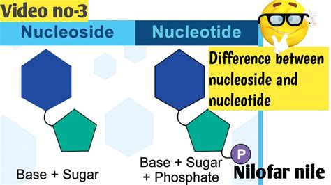 Difference Between Nucleoside And Nucleotide Youtube