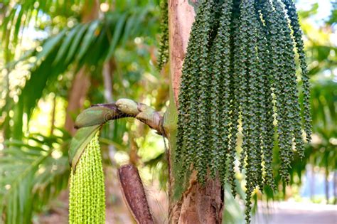 Noix D Arec Image Stock Image Du Objet B Tel Nature