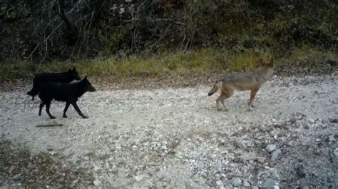 Le Immagini Rubate Dei Lupi Ibridi Nel Parco Del Gran Sasso Il