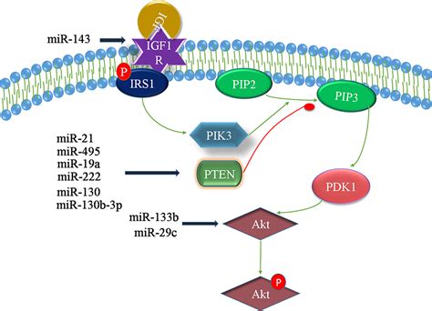 Mirnas A Promising Target In The Chemoresistance Of Bladder Cancer Ott