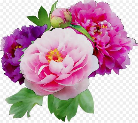 Peony Bunga Desktop Wallpaper Gambar Png