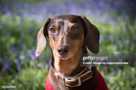 Dachshund Hot Dog Photos and Premium High Res Pictures - Getty Images