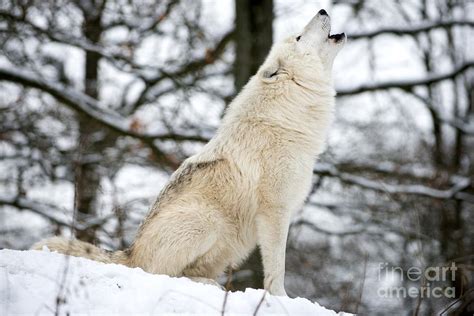 Gray Wolf Howling Photograph By Louise Murray