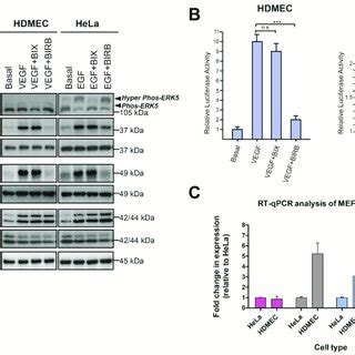 Vegf Mediated Erk Activity Is Not Required For Mef Transcriptional