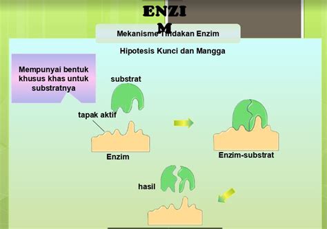 Metabolisme Dan Enzim Biology Quiz Quizizz