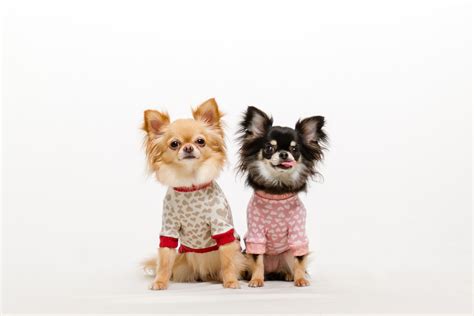 柴犬が洋服を嫌がる時の対策！洋服を着せるメリットと嫌がる理由│トイコタエ