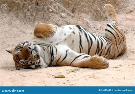 Sleeping Tiger Cub Royalty-Free Stock Image | CartoonDealer.com #25219180