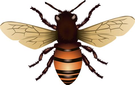 Bee Clipart Free Svg Honey Bee Png Download Full Size Clipart