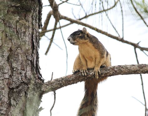 Shermans Fox Squirrel Roger Cornelius Flickr