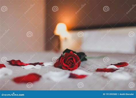 Rose On The Bed In The Hotel Rooms Rose And Her Petals On The Bed For