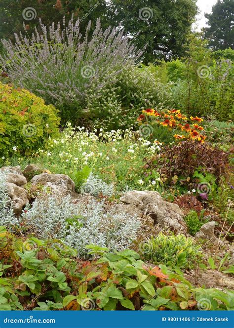 Flower Rock Garden with Lavender and Alpine Plants. Stock Photo - Image