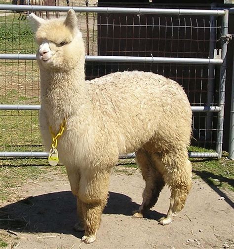 Female Huacaya Alpacas By The Sea