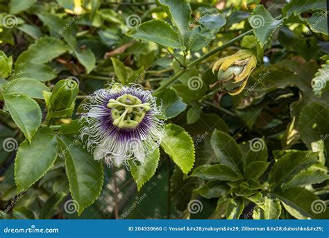 Beautiful Passion Fruit Or Passiflora Passiflora Is A Genus Of 550