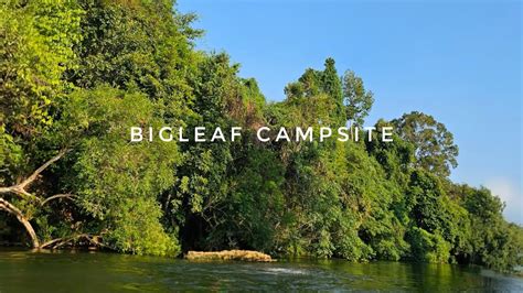 Camping Bigleaf Campsite YouTube