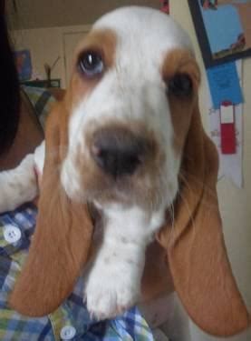 Basset hound/ lab mix for Sale in Phoenix, Arizona Classified ...